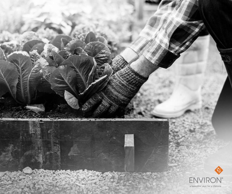Hand wearing textured knit gloves gently handling leafy green vegetables in wooden raised garden bed spring fling